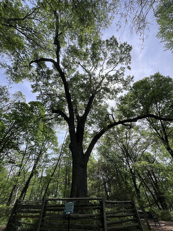 A large tree viewed from below, with expansive branches and bright green leaves against a sunny sky.