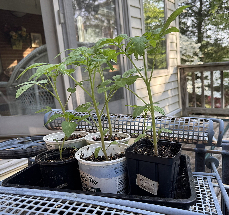 Several young tomato plants growing in small pots on a metal table outdoors.