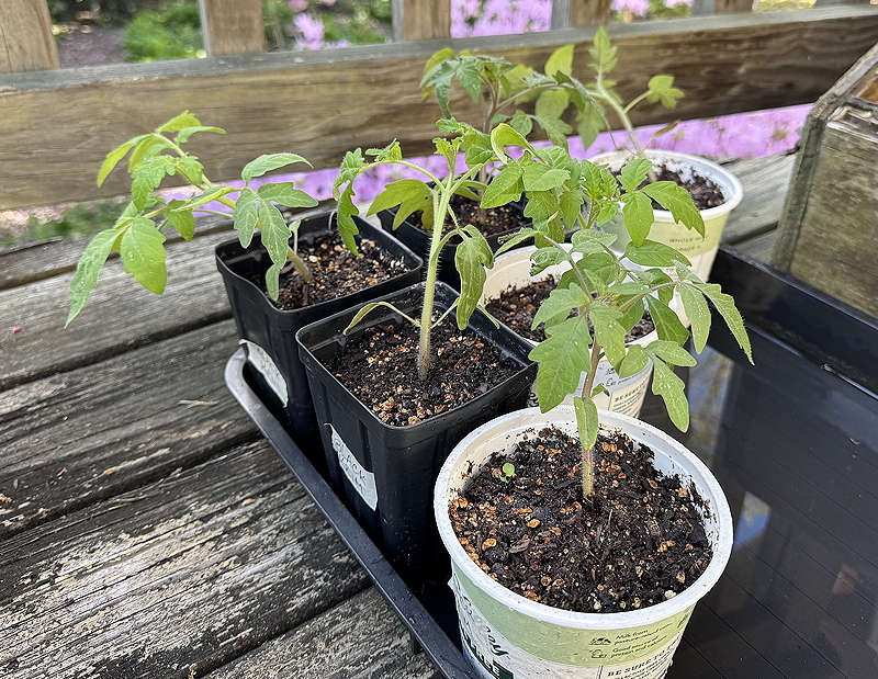 Young tomato plants growing in black plastic and white cups on a wooden surface.