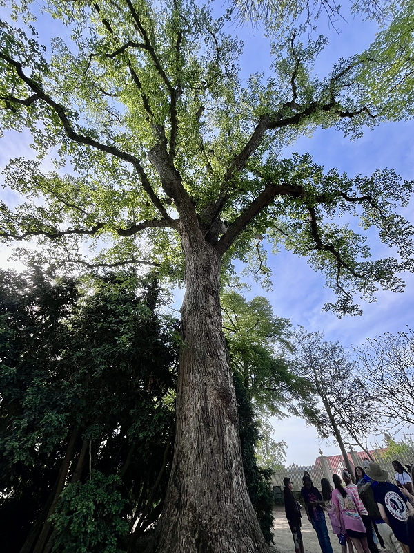 Tall tree with green leaves against a blue sky, with a group of people gathered at the base.