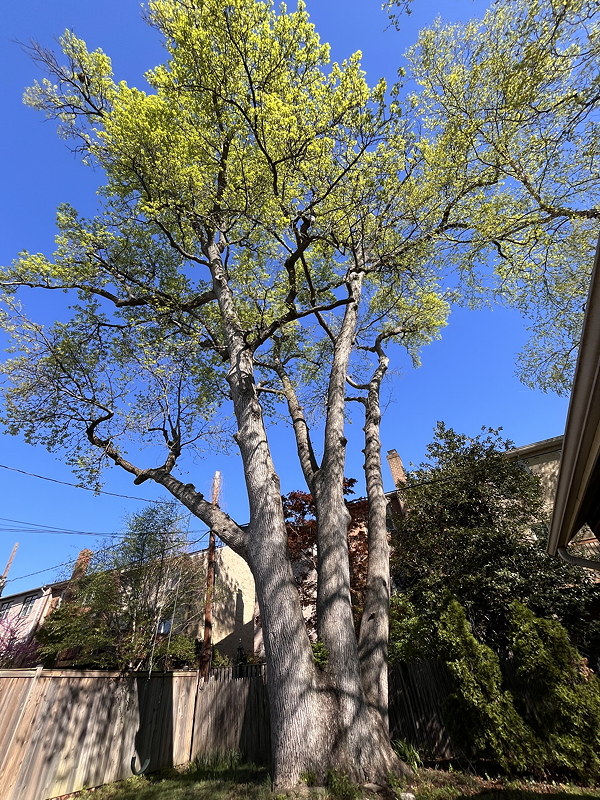 A tall tree with bright green leaves against a clear blue sky, surrounded by a residential backyard.