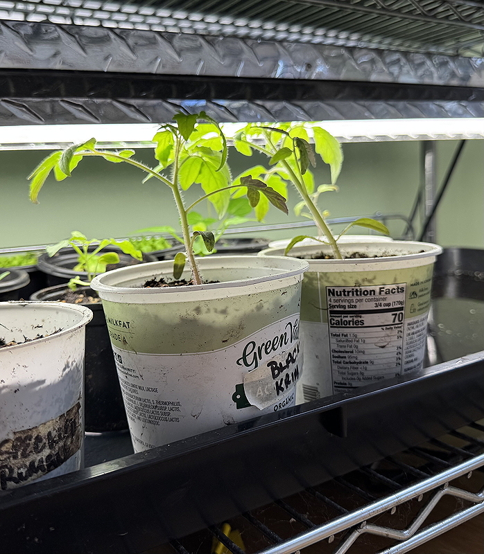 Young tomato plants growing in plastic cups on a shelf under a light.