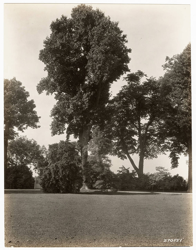 A historical black and white photograph of several large trees in a park, showcasing a grassy area and surrounding foliage.