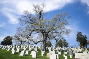 A large tree stands in the center of a cemetery filled with gravestones, under a bright blue sky with scattered clouds.