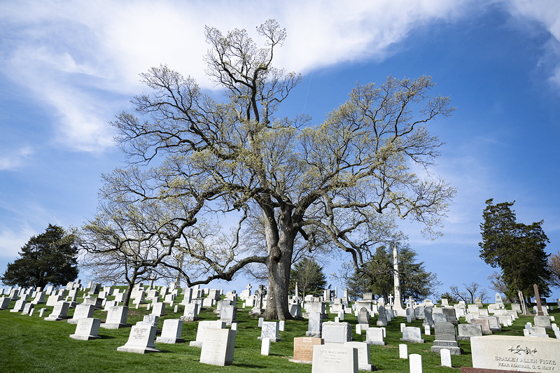 A large tree stands in the center of a cemetery filled with gravestones, under a bright blue sky with scattered clouds.